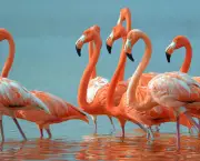 Fotos Flamingo (6)