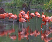 Fotos Flamingo (13)
