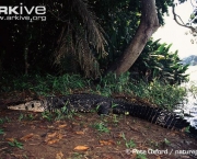 ARKive image GES028665 - Black caiman