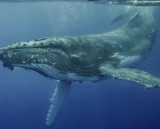 Humpback whale, Vava'u, Tonga