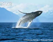 ARKive image GES005731 - Humpback whale