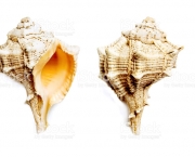 bolinus brandaris, murex seashell isolated on white