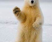 Fotos Urso Polar (7)