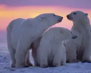 Polar bear with yearling cubs