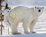 Fotos Urso Polar (15)