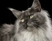 Maine-Coon-size-620