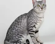 Gato Egyptian Mau (9)