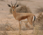 gazela dorcas (6)