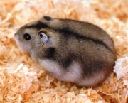 Hamster Chinês (1)