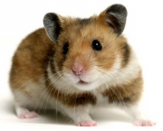 Hamster Chinês (6)