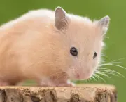 Hamster Chinês (5)