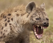 hienas-cacando-4