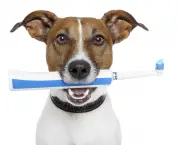 dog with electric toothbrush