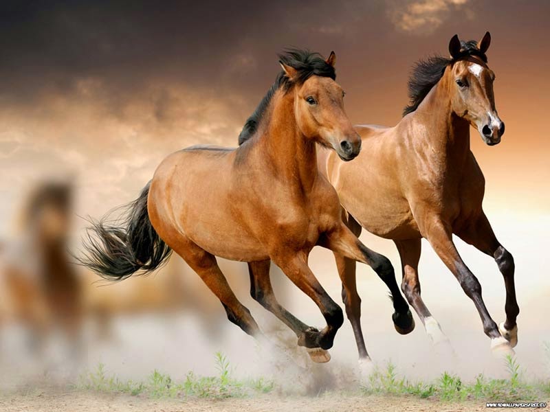 Resultado de imagem para cavalos correndo