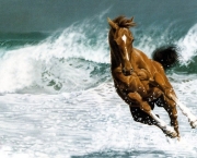 Imagens de cavalos correndo 8