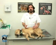 insuficiencia-renal-canina (8)