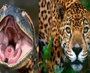 Jaguar x Anaconda (1)