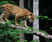 Jaguar x Anaconda (5)