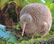 Kiwi - Quivi (6)