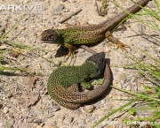 ARKive image GES061828 - Schreiber’s green lizard