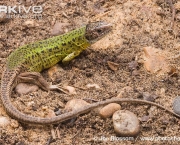 ARKive image GES062169 - Schreiber’s green lizard