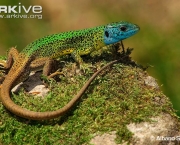 ARKive image GES062689 - Schreiber’s green lizard