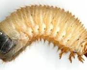 larva-of-cetonia-aurata