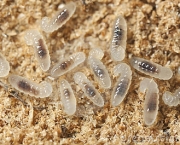 larva-preta-da-formiga-lasius-niger-19579954