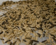 moscas-bercario-larvas-2-original