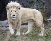 Leão Branco (10)