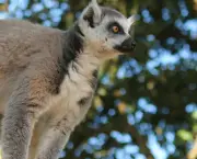 Lemur de Cauda Anelada (1)