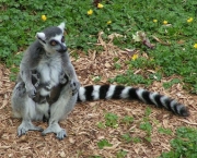 Lemur de Cauda Anelada (5)