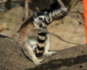 Lemur de Cauda Anelada (7)