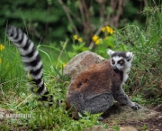 Lemur de Cauda Anelada (10)