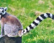 Lemur de Cauda Anelada (12)