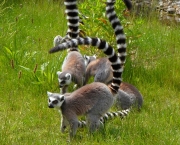 Lemur de Cauda Anelada (13)