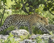 Leopardo (3)