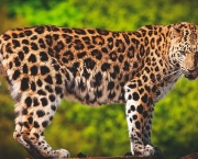 Leopardo (6)