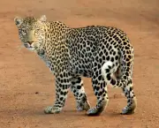 Leopardo (7)