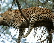 Leopardo (8)
