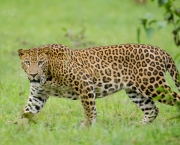 Leopardo (9)