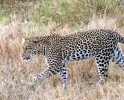 Leopardo (10)