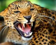 Leopardo (11)