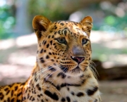 Leopardo (12)