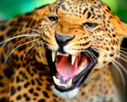 Leopardo (15)
