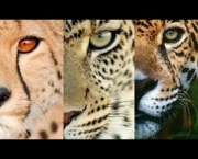 Leopardo (17)