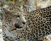 Leopardo (18)