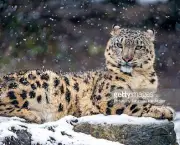 Leopardo das Neves (6)