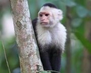 Macaco-Prego-de-Cara-Branca (1)