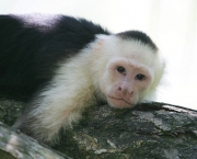 Macaco-Prego-de-Cara-Branca (2)